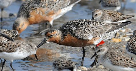 Rufa red knot revised proposed critical habitat FAQs | U.S. Fish ...