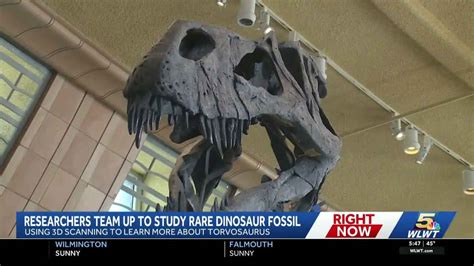 Rare Torvosaurus dinosaur fossil studied at Cincinnati Museum Center