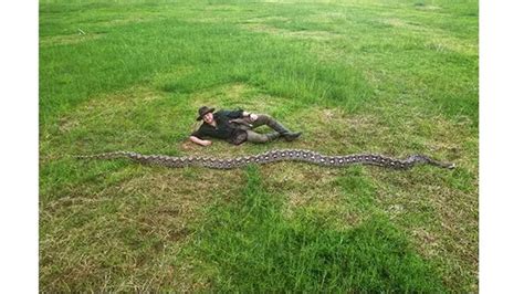 Ular Terpanjang di Dunia Ditemukan di Sulawesi, Panjangnya Hampir 8 Meter
