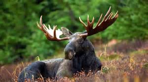 10 unique animals to spot inside American National Parks