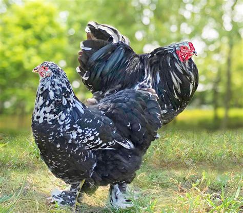 Rare Chicken Breeds