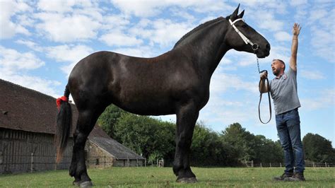 Percheron, le retour du cheval de trait sur Arte : résumé et diffusions