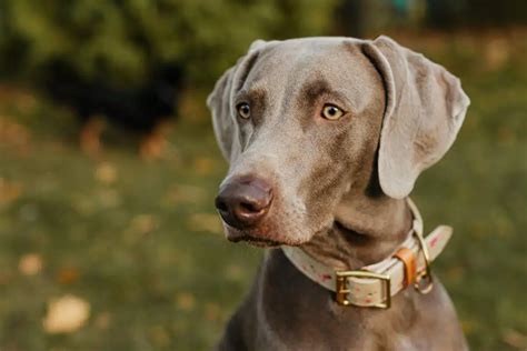 Weimaraner - Animals Around The Globe