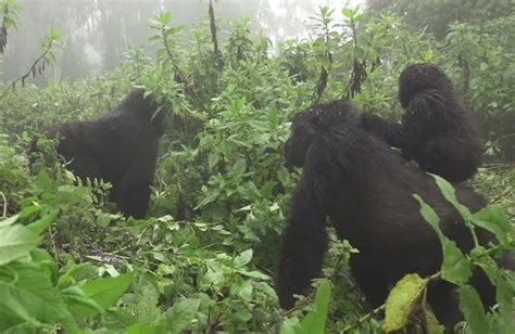 Facts About Mountain Gorillas Mgahinga Gorilla National Park