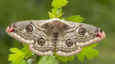 Creatures that live fast and vanish quickly