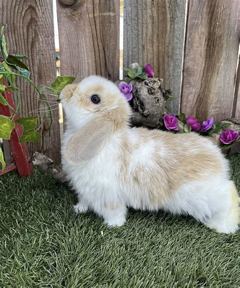 Pin by Suzanne . on Animal