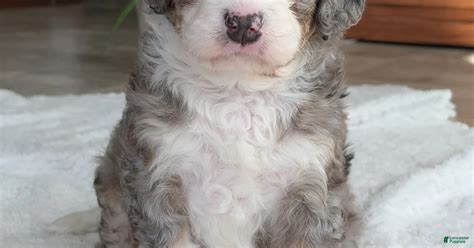 Mini Bernedoodle Puppies for sale | Lancaster Puppies