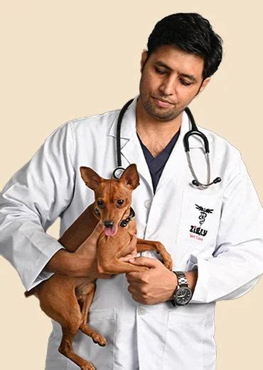 How Often Should You Take Your Pet to the Vet? Complete Guide by Age ...