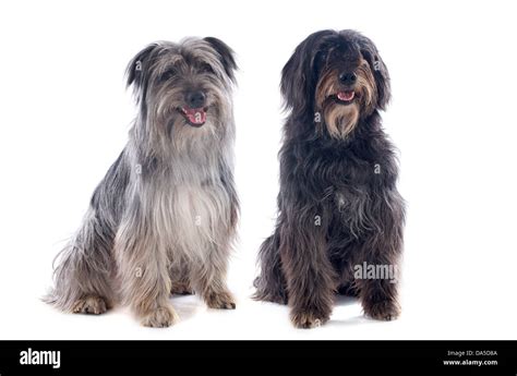 Pyrenean shepherd gray Cut Out Stock Images & Pictures - Alamy