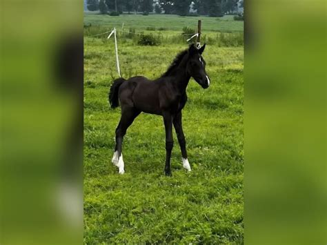 Sonstige Rassen Stute 5 Jahre Schecke in Großheide