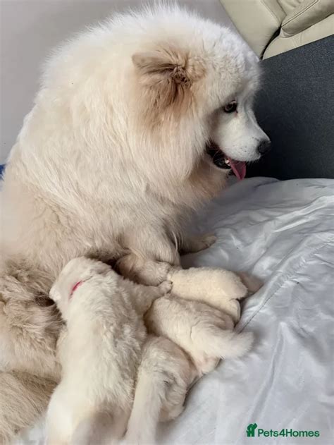 Beautiful samoyed pups for sale in Cardiff | Pets4Homes