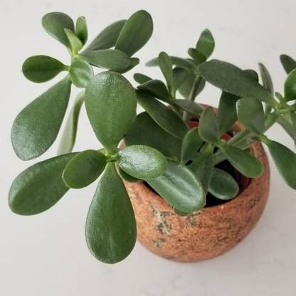 GISLENUS Jade Plant Price in India - Buy GISLENUS Jade Plant online at ...
