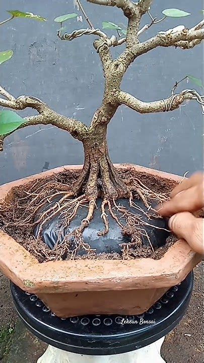 Program Akar Waru Varigata In 2024 Japanese Bonsai Tree Bonsai