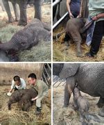 An Adolescent Female African Elephant Loxodonta Africana Gave Birth