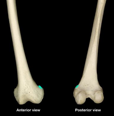 Hip, Knee & Ankle Anatomy: Muscles, Ligaments and Landmarks Flashcards ...