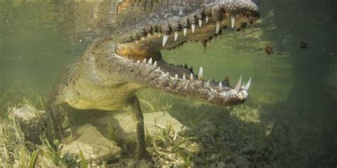 Era modelo, se metió a nadar en una cascada llena de cocodrilos en ...