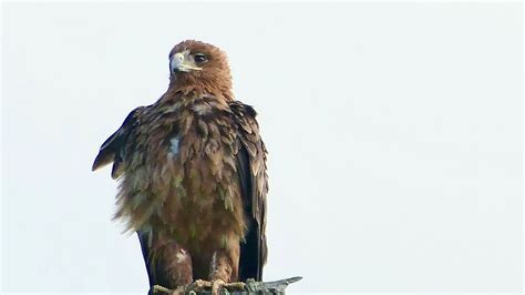 Download wallpaper 1920x1080 eagle, bird, predator, branch, feathers ...