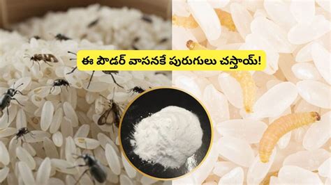 Rice Storage Tips: బియ్యంలో పురుగు పడుతోందా?.. ఈ పౌడర్ కొంచెం చల్లితే ...