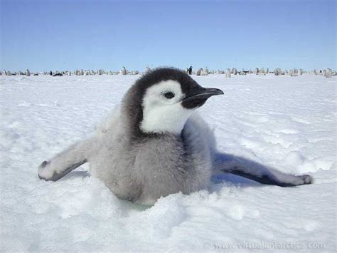The Cutest Baby Penguins Photos In The World