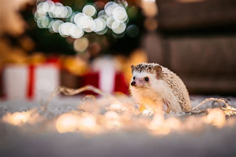 180 Hedgehog Hd Wallpapers And Backgrounds