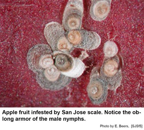 San Jose Scale On Ornamentals Nc State Extension Publications