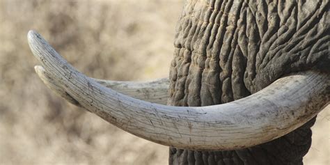 Near Total Ban On African Elephant Ivory Trade Announced By The Us