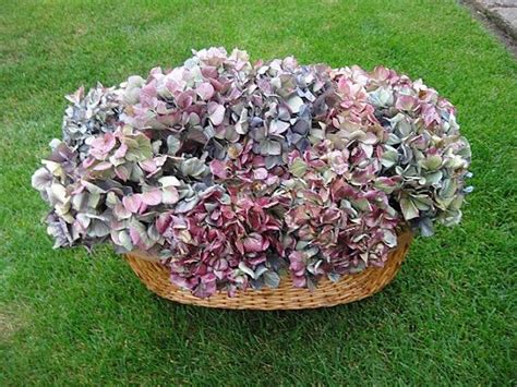 The classic dried flower bouquet makes a gorgeous statement decoration in your home and on your instagram feed. Basket Of Dried Hydrangeas In Time For Mothers Day May Day ...