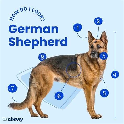 German Shepherd Breed Characteristics Care And Photos Bechewy 2022