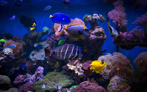 How often does my fish tank need cleaned? How Often Should I Clean My Tank? | Pond Guides | Pond Planet