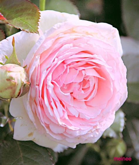 A Pink Rose Is Blooming In The Garden