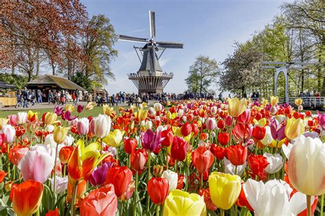 Desktop Wallpapers Netherlands Mill Keukenhof Tulips Nature Park