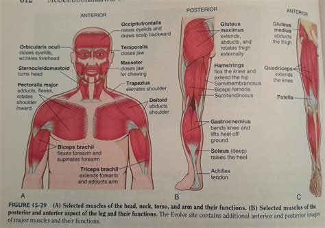 Some of the edges of the large muscles are sharply. Chapter 15 (Musculoskeletal system) - Medical Terminology Hprs with Petersen at Austin Community ...