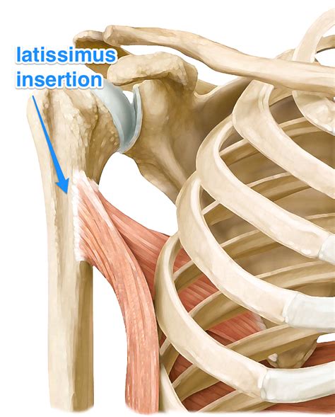 The Latissimus Dorsi Muscle Bit Ly 1A8uhLH Latissimus Dorsi Is