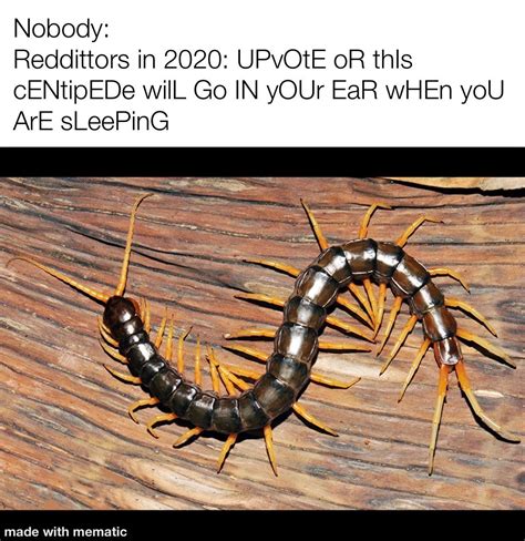 scary centipede r meme