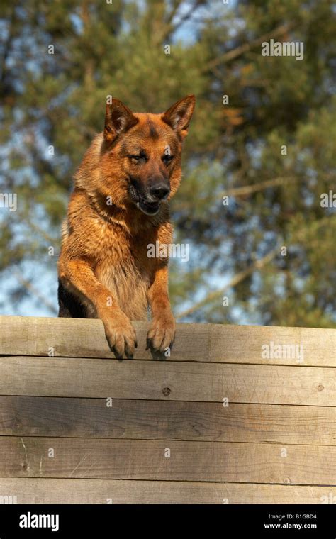 German Shepherd Jumping Stock Photo Alamy