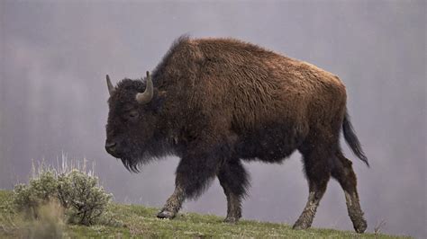 Congress Votes To Designate Bison As National Mammal Nbc New York