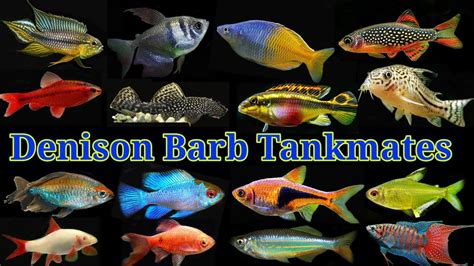 Top Tank Mates Of Denison Barb Roseline Shark Tank Mates YouTube