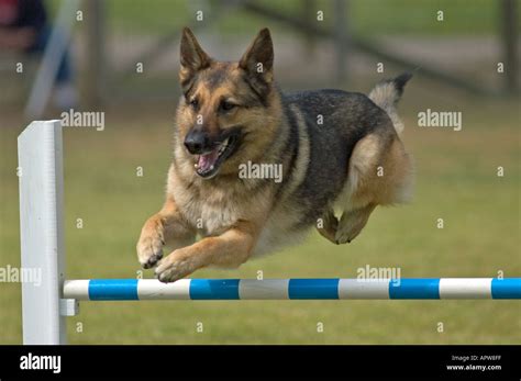 German Shepherd Jumping Hi Res Stock Photography And Images Alamy