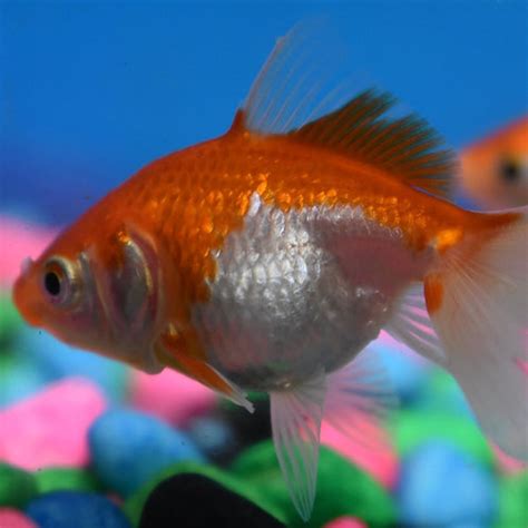 Cm Red And White Fantail Fishfarmdirect