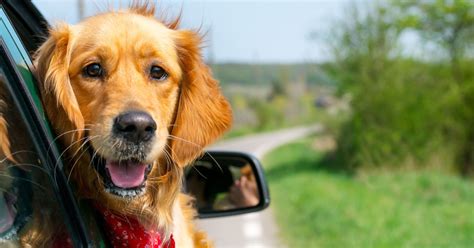 Best practices when traveling with your dog. The best vehicles for traveling with dogs