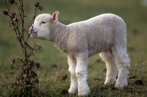 Cute Lamb Nibbling Photograph By Jerry Shulman Fine Art America