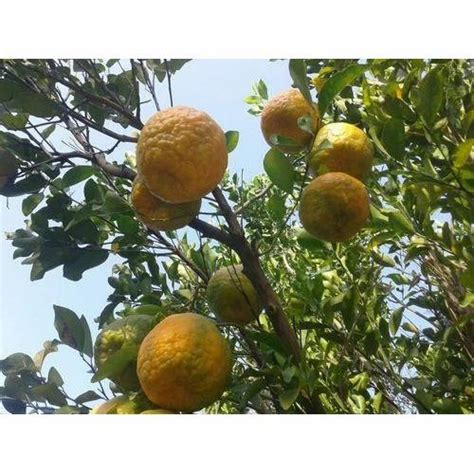 40 Kg Fresh Orange At Rs 22kilogram संतरे In Nagpur Id 14916741733