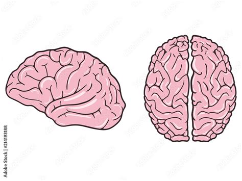 Human Brain On White Background View From Above And Profile Vector