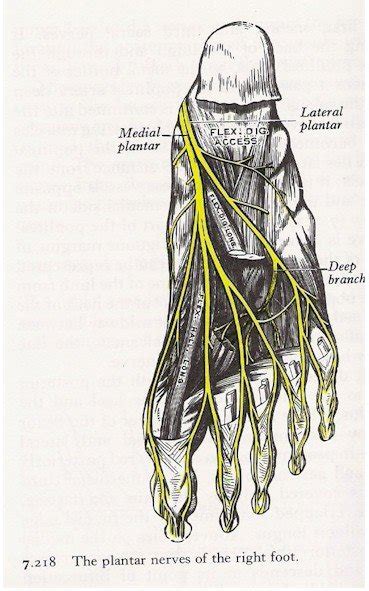 Foot Nerves Connected To Organs