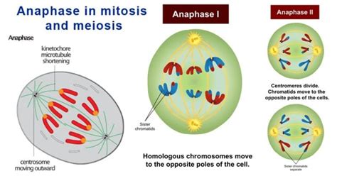Anaphase In Mitosis And Meiosis Anaphase I Ii Microbe Notes