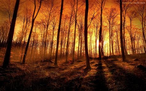 Forest Fire Wallpapers Top Free Forest Fire Backgrounds Wallpaperaccess