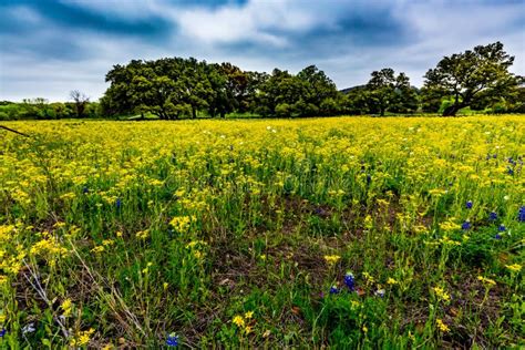 Yellow Texas Wildflowers With Bluebonnets Stock Image Image Of
