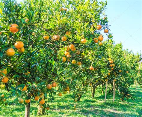 Orange Trees In Farm Stock Photo By ©deerphoto 64722845