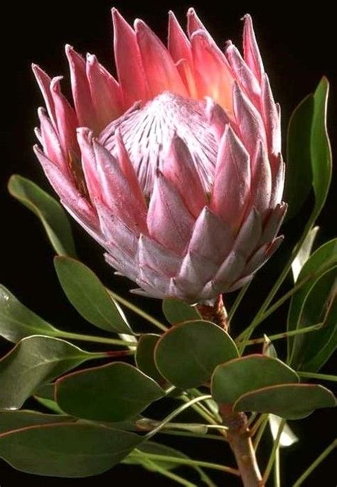 Pin By Belafrique Your Personal Trave On African Flora South African