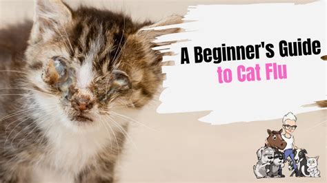 Episode 66 A Beginners Guide To Cat Flu Youtube